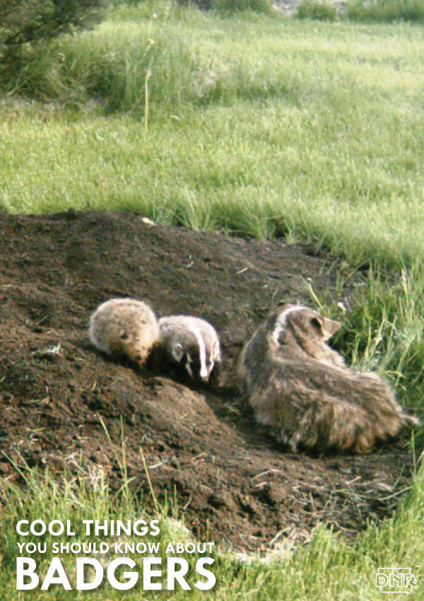 You don’t need to dig too deep to know catching a glimpse of a badger is a rare sight in Iowa. However, that doesn’t mean they’re not around – they’re just good at keeping a low profile. | Iowa DNR